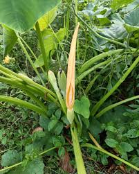 Colocasia Flower seeds for Planting Low Maintenance Heirloom & GMO Free Seeds for Home Garden