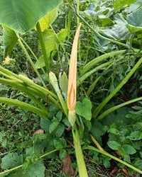 Colocasia Flower seeds for Planting Low Maintenance Heirloom & GMO Free Seeds for Home Garden