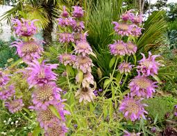 Purple Monarda Punctata Flower seeds for Planting - Seasonal Bloomer, Heirloom & GMO Free Seeds for Home Garden