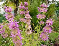 Purple Monarda Punctata Flower seeds for Planting - Seasonal Bloomer, Heirloom & GMO Free Seeds for Home Garden
