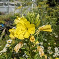 Yellow Primrose Flower Seeds for Planting – Shade Tolerant Heirloom & GMO Free Seeds for Home Garden
 
 Sale
