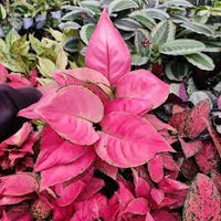 Mix Pink Aglaonema Flower seeds for Planting - Long Bloom Season, Heirloom & GMO Free Seeds for Home Garden