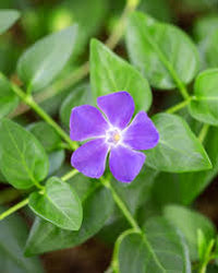 Light Blue Periwinkle Vinca Flower Seeds for Planting Long Bloom Season Heirloom & GMO Free Seeds for Home Garden
 
 Sale