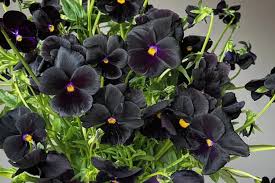 Black Azalea Flower seeds for Planting Fragrant Blossoms Heirloom & GMO Free Seeds for Home Garden