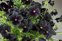 Black Azalea Flower seeds for Planting Fragrant Blossoms Heirloom & GMO Free Seeds for Home Garden