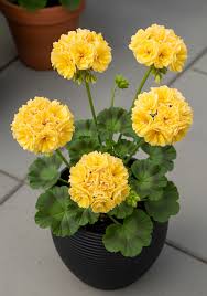 Yellow Pelargonium Peltatum Flower Seeds for Planting Low Maintenance Heirloom & GMO Free Seeds for Home Garden
 
 Sale