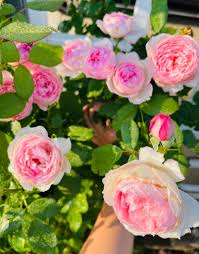 Light Pink Climbing Rose Flower seeds for Planting - Pollinator Friendly, Heirloom & GMO Free Seeds for Home Garden