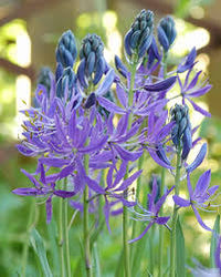 Blue Camas, Camassia Flower seeds for Planting - Shade Tolerant, Heirloom & GMO Free Seeds for Home Garden