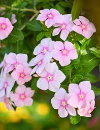 Madagascar Flower seeds for Planting Fragrant Blossoms Heirloom & GMO Free Seeds for Home Garden