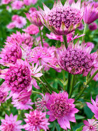 Pink Astrantia Flower seeds for Planting - Premium Quality, Heirloom & GMO Free Seeds for Home Garden