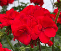 Pelargonium × hortorum Flower seeds for Planting - Pollinator Friendly, Heirloom & GMO Free Seeds for Home Garden
