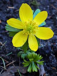 Hyemalis Flower seeds for Planting - Seasonal Bloomer, Heirloom & GMO Free Seeds for Home Garden