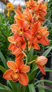Light Orange Phalaenopsis Orchid Flower Seeds for Planting Premium Quality Heirloom & GMO Free Seeds for Home Garden
 
 Sale