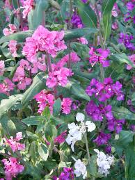 Heirloom Clarkia Flower seeds for Planting Vibrant Colors Heirloom & GMO Free Seeds for Home Garden