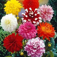 Grow Stunning Howden Dahlias  Premium Flower Seeds for Garden Planting