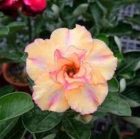 Desert Rose Seeds Adenium Obesum, Heirloom Non-GMO Succulent Flower Seeds for Planting