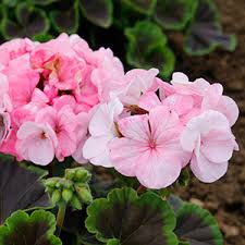 Pink Geranium Perennial Flower Seeds for Planting Wildflower Mix Heirloom & GMO Free Seeds for Home Garden
 
 Sale