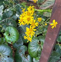 Farfugium Japonicum Flower seeds for Planting - Garden Favorite, Heirloom & GMO Free Seeds for Home Garden