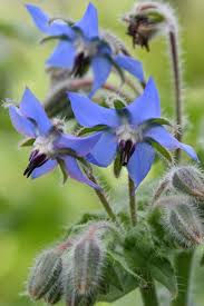Mixed Borago Flower seeds for Planting - Easy to Grow, Heirloom & GMO Free Seeds for Home Garden