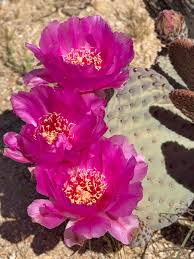 Pink Opuntia Flower seeds for Planting - Colorful Display, Heirloom & GMO Free Seeds for Home Garden