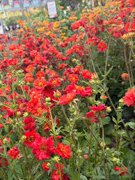 Geum Flower Planting Seeds  Vibrant Perennial Blooms for Your Garden