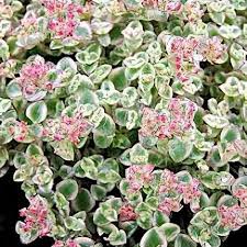 Little Missy Flower seeds for Planting Compact Growth Heirloom & GMO Free Seeds for Home Garden