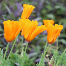 Eschscholzia Flower Seeds for Easy Planting
