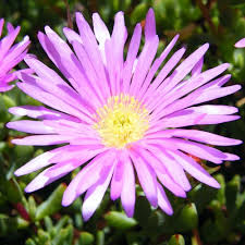 Lampranthus Roseus Flower seeds for Planting - Premium Quality, Heirloom & GMO Free Seeds for Home Garden