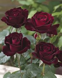 Deep Red Rose Flower seeds for Planting Low Maintenance Heirloom & GMO Free Seeds for Home Garden