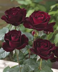 Deep Red Rose Flower seeds for Planting Low Maintenance Heirloom & GMO Free Seeds for Home Garden