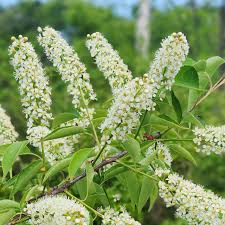 Verbena Chokecherry Flower seeds for Planting Perfect for Borders Heirloom & GMO Free Seeds for Home Garden