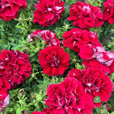 Burgundy Petunia Double Madness Flower seeds for Planting - Premium Quality, Heirloom & GMO Free Seeds for Home Garden