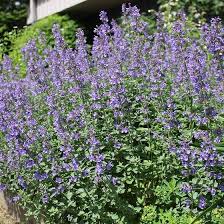 Green Cat Mint Seeds for Planting