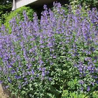 Green Cat Mint Seeds for Planting