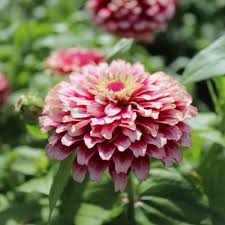 Red Cream Zinnia Flower seeds for Planting Wildflower Mix Heirloom & GMO Free Seeds for Home Garden