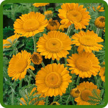 Orange Marguerite Flower seeds for Planting - Fragrant Blossoms, Heirloom & GMO Free Seeds for Home Garden
