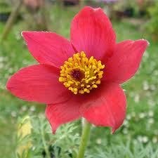 Red Anemone Pulsatilla Seeds Flower seeds for Planting Vibrant Colors Heirloom & GMO Free Seeds for Home Garden