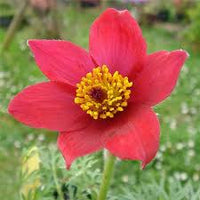 Red Anemone Pulsatilla Seeds Flower seeds for Planting Vibrant Colors Heirloom & GMO Free Seeds for Home Garden
