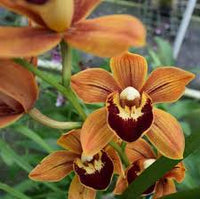 Heirloom Cymbidium Flower seeds for Planting Drought Tolerant Heirloom & GMO Free Seeds for Home Garden