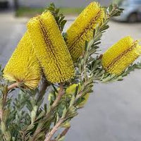 Yellow Banksia Flower seeds for Planting - Perfect for Borders, Heirloom & GMO Free Seeds for Home Garden