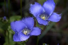Blue Gentian Fringed Flower seeds for Planting - Fragrant Blossoms, Heirloom & GMO Free Seeds for Home Garden