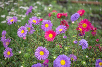 Aster China Flower seeds for Planting Wildflower Mix Heirloom & GMO Free Seeds for Home Garden