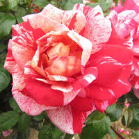 Cream Red Spirit Rose Flower seeds for Planting - Cottage Garden Essential, Heirloom & GMO Free Seeds for Home Garden