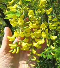 Yellow Laburnum Flower seeds for Planting - Vibrant Colors, Heirloom & GMO Free Seeds for Home Garden