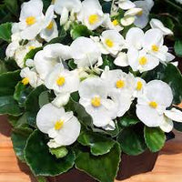 Begonia White Flower Seeds for Planting  Elegant Annual Blooms for Gardens & Pots
