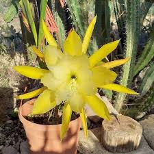 Yellow Epiphyllum Oxypetalum Seeds Flower seeds for Planting Compact Growth Heirloom & GMO Free Seeds for Home Garden