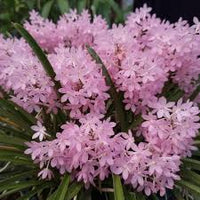 Baby Pink Ascocentrum Ampullaceum Seeds for Planting