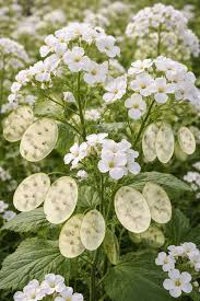 White Lunaria Biennis Flower seeds for Planting - Pollinator Friendly, Heirloom & GMO Free Seeds for Home Garden