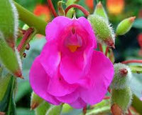 Impatiens Balsamine Flower seeds for Planting Cut Flower Favorite Heirloom & GMO Free Seeds for Home Garden