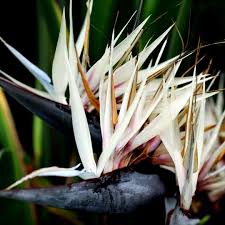 Cream Strelitzia Reginae Seeds Flower seeds for Planting Low Maintenance Heirloom & GMO Free Seeds for Home Garden